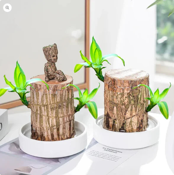 Brazilian Hydroponic Wood Plant for Living Room (Huge Discount on Pack of 2 and 3)