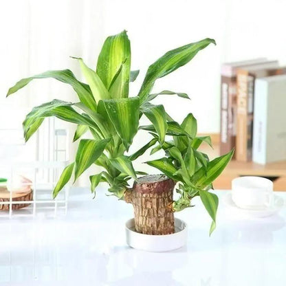 Brazilian Hydroponic Wood Plant for Living Room (Huge Discount on Pack of 2 and 3)