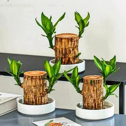 Brazilian Hydroponic Wood Plant for Living Room (Huge Discount on Pack of 2 and 3)