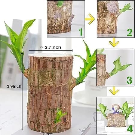 Brazilian Hydroponic Wood Plant for Living Room (Huge Discount on Pack of 2 and 3)