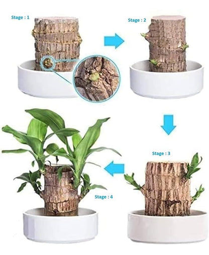 Brazilian Hydroponic Wood Plant for Living Room (Huge Discount on Pack of 2 and 3)